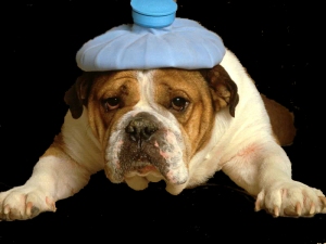bulldog-with-headache-cleaned-up